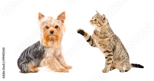 Fototapeta Naklejka Na Ścianę i Meble -  Yorkshire Terrier and playful cat Scottish Straight