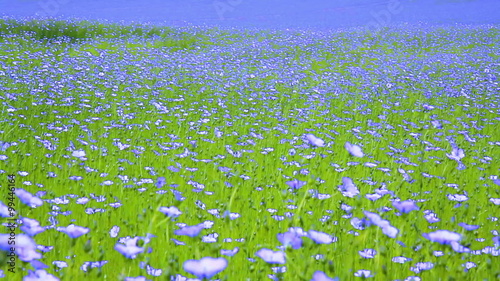 Field of flax blooming in a Belgian countryside.