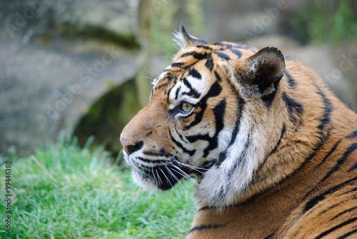 tiger portrait