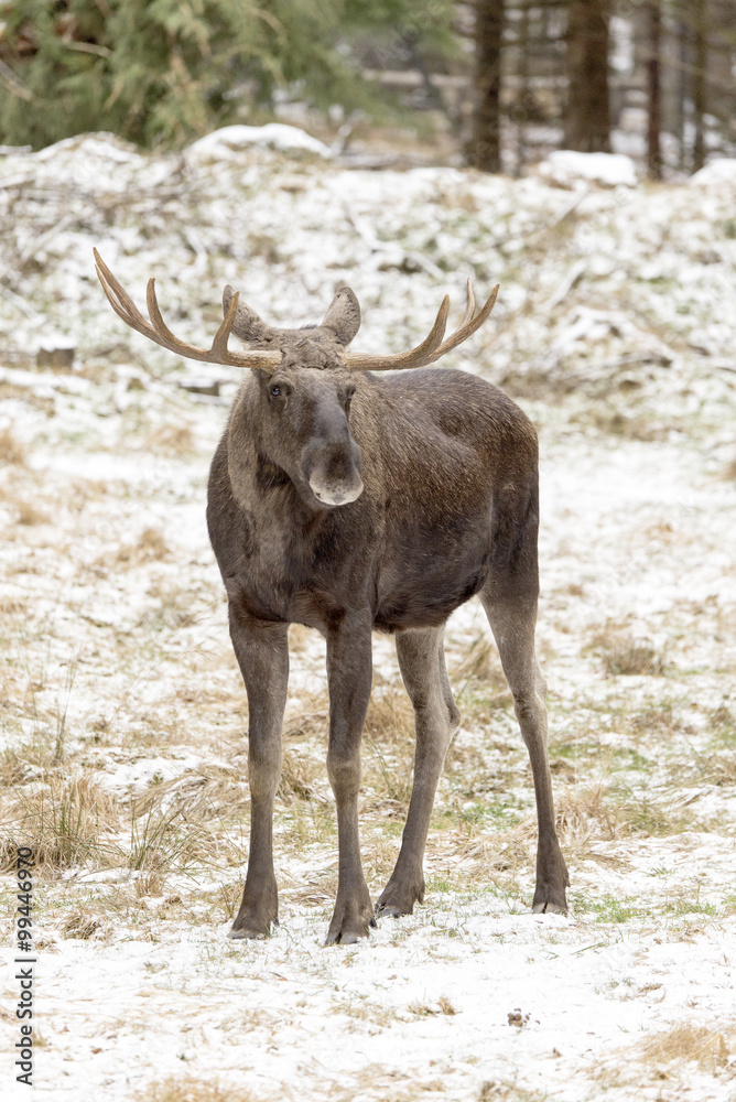 Fototapeta premium Elchbulle im Schnee