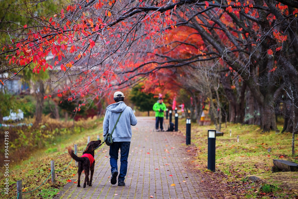 Fototapeta premium walk with best friend dog