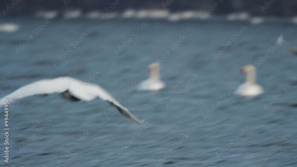 Swans flying near the water surface of a lake Swans flying near the water surface of a lake