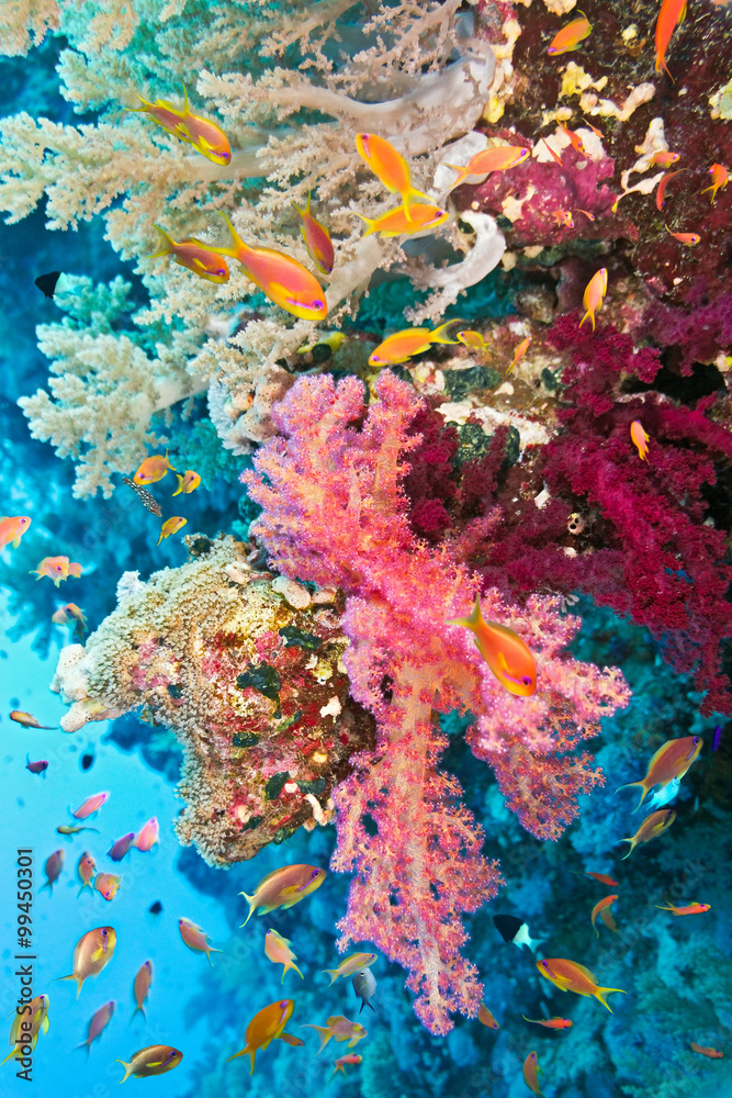 Shoal of anthias fish on the soft coral reef