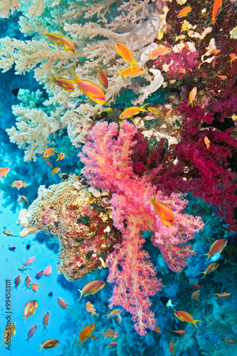 Fototapeta Naklejka Na Ścianę i Meble -  Shoal of anthias fish on the soft coral reef 