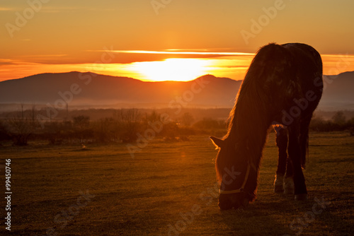 Horse silhouette at sunset.