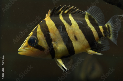 SIAMESE TIGER FISH photo