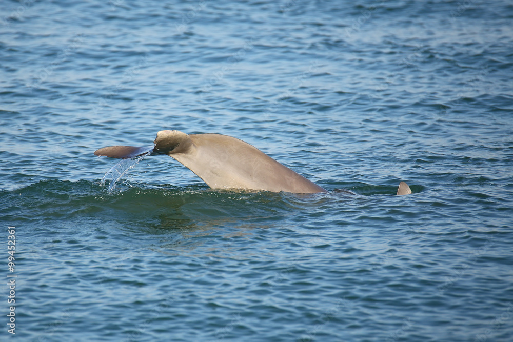 Fototapeta premium Tail of diving Common bottlenose dolphin