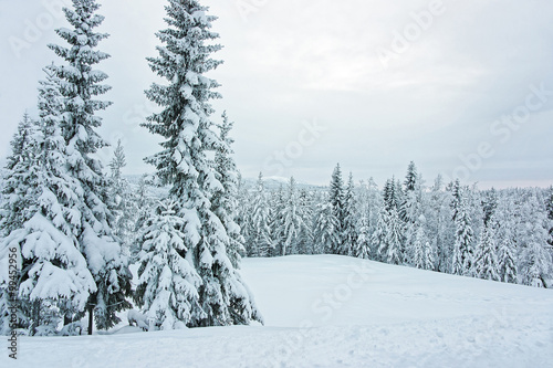 Snow covered trees at the foreground and a panoramic view of forest in Finnish Lapland © Roman Babakin