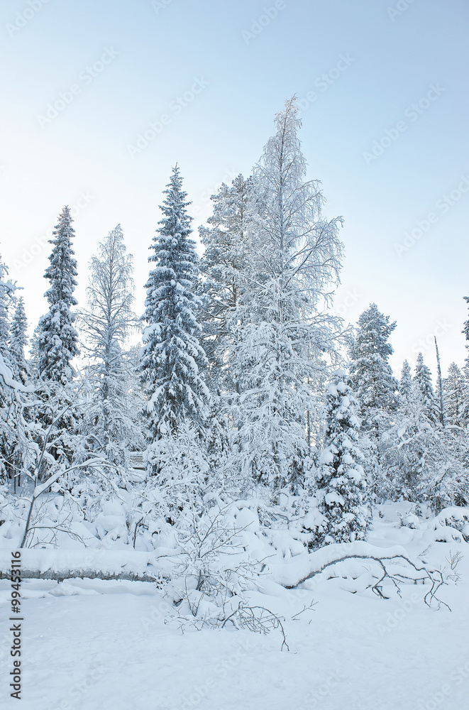 Snow covered trees in Ruka village in Finland in the Arctic pole circle Snow covered trees in Ruka village in Finland in the Arctic pole circle