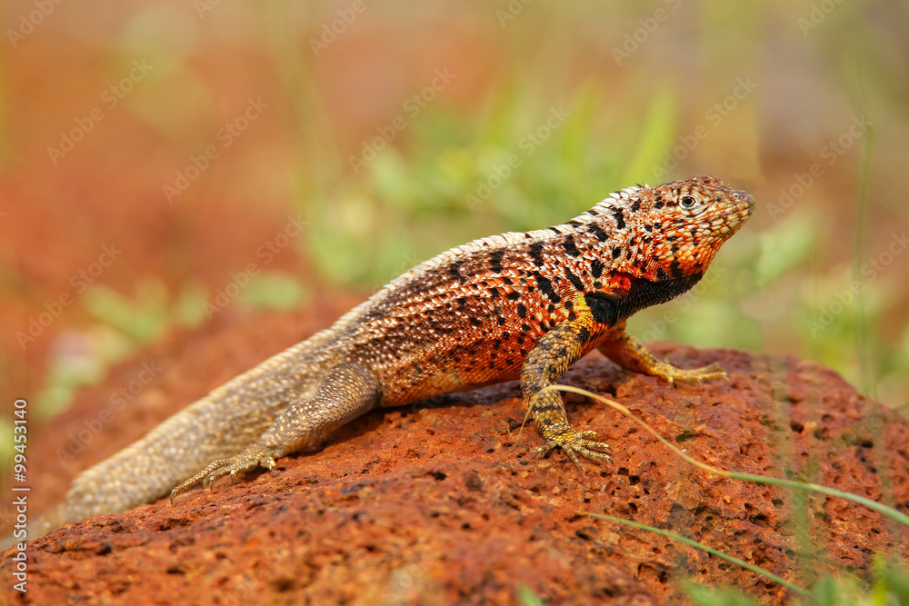 Male Lava Lizard on North Seymour island, Galapagos National Par Male Lava Lizard on North Seymour island, Galapagos National Par
