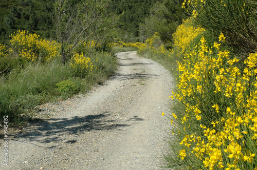 Genets bordant un chemin de terre caillouteux photo