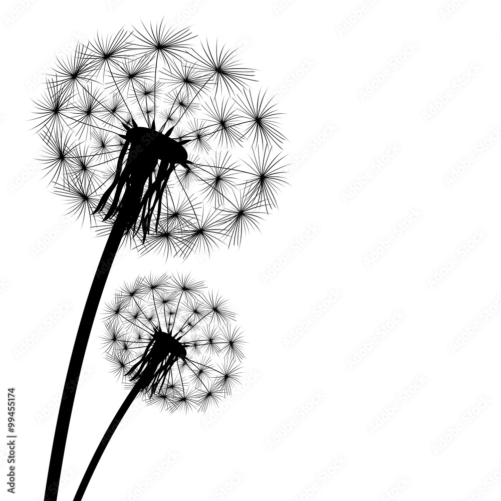 Obraz premium black silhouette of a dandelion on a white background