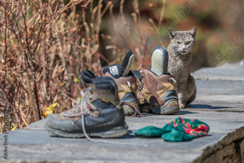 Katze schaut über Wanderschuhe
