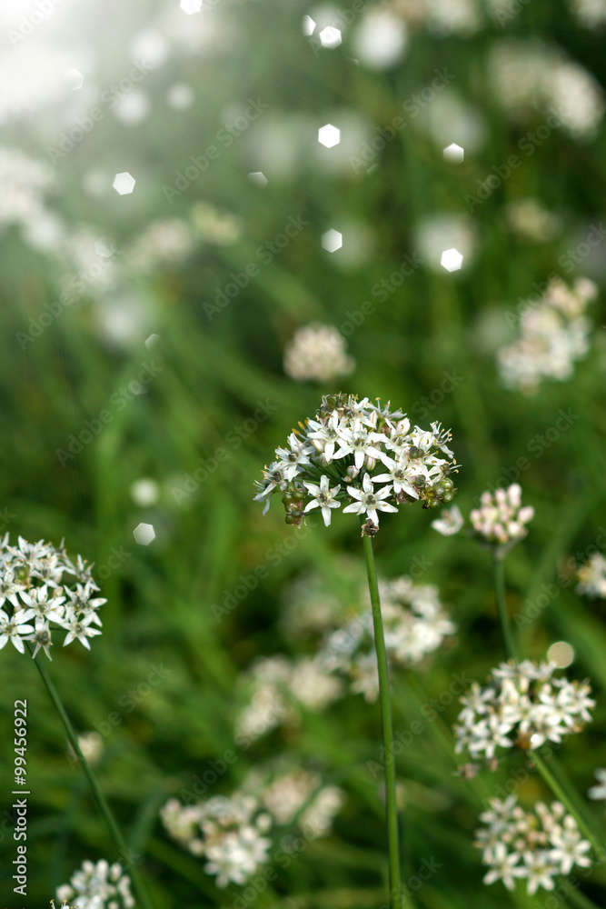 Garlic chives flower Garlic chives flower