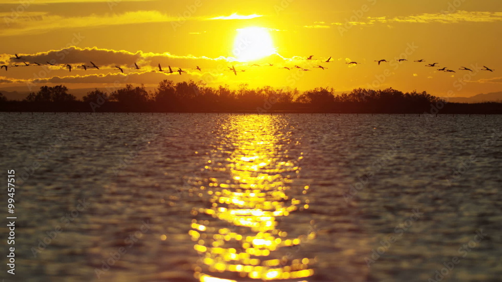 Flamingo bird animal flying water France Camargue sunset