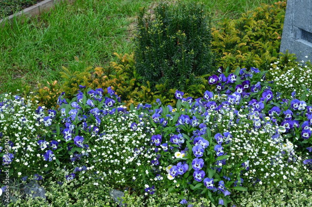 Stiefmütterchen und Zauberschnee - bunte Grabbepflanzung im Frühling - Friedhof Stock-Foto ...