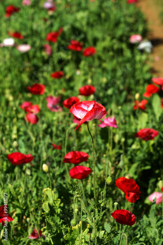Poppy flowers in the garden © noppharat