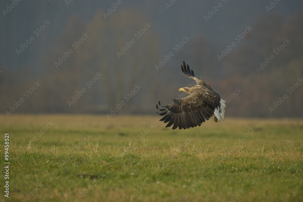aigle 1 aigle 1