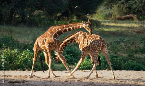 Two male giraffes fighting each other in the savannah. Kenya. Tanzania. East Africa. An excellent illustration.
