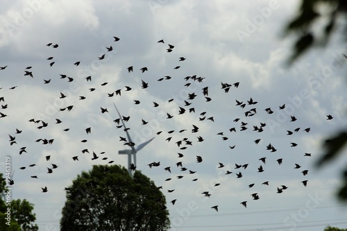 Canvas Print Swarm of birds at dusk in front of a windmill