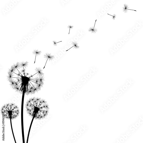 black silhouette with flying dandelion buds on a white backgroun