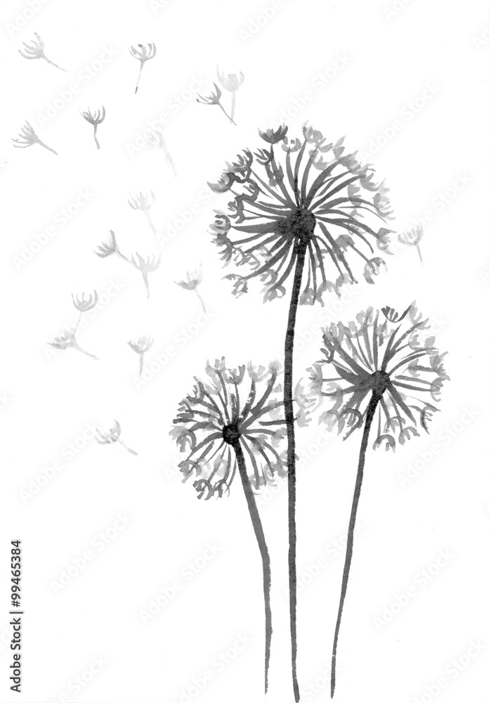 Dandelion grey scale watercolour illustration on white background
