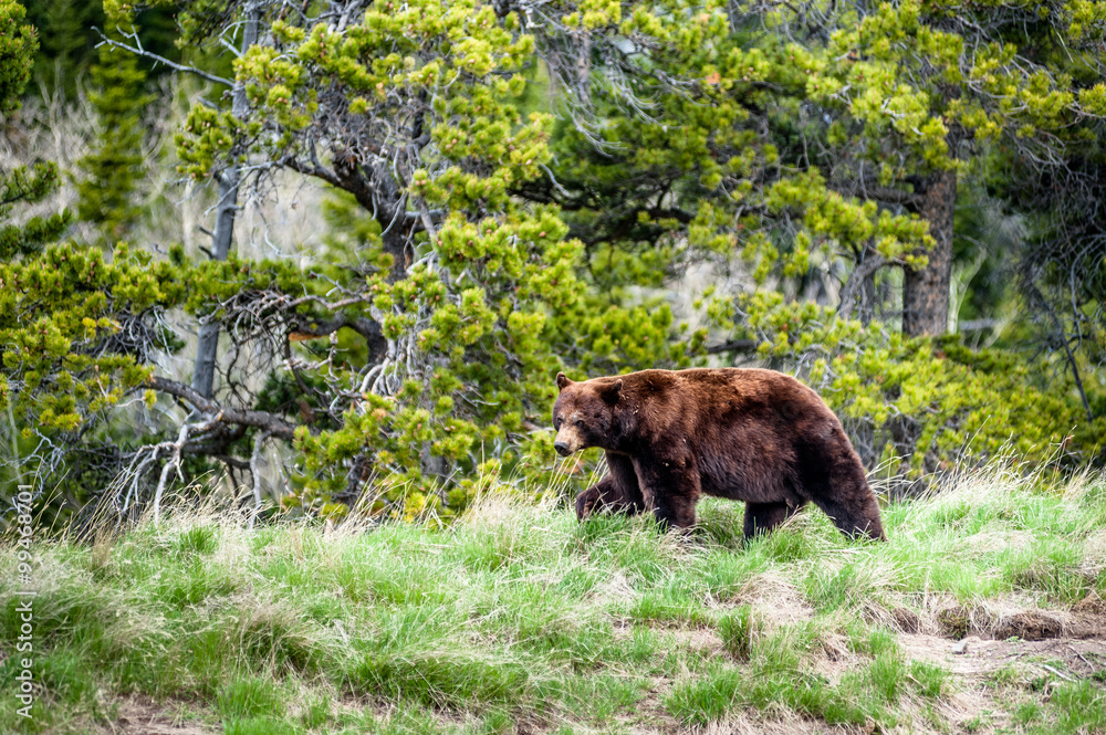 Obraz premium Grizzly bear encounter 2, Alberta, Canada