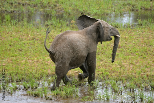 jeune éléphant qui joue dans l'eau