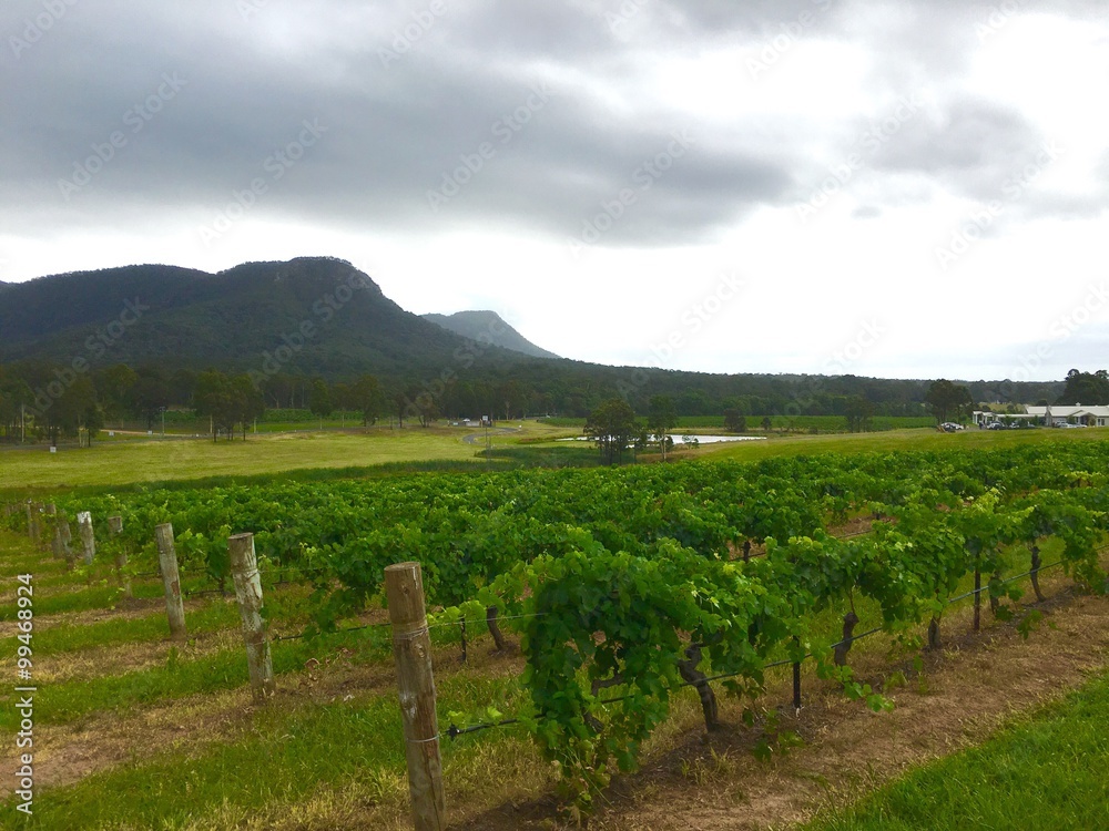 vineyards in hunter valley