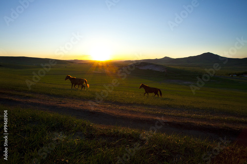 Sun rising over a field with wild horses