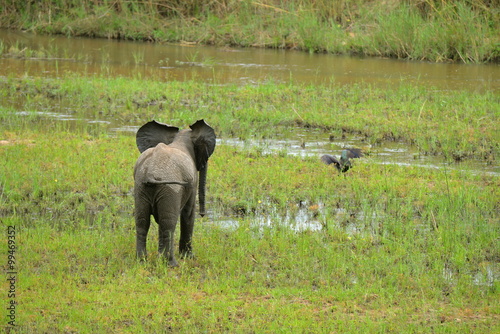 jeune éléphant qui joue dans l'eau photo