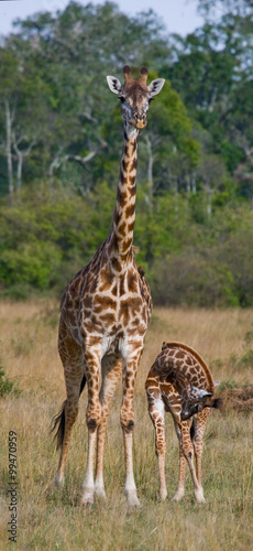 Female giraffe with a baby in the savannah. Kenya. Tanzania. East Africa. An excellent illustration.