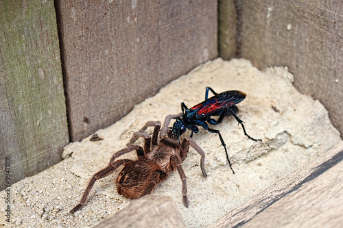 Wasp and Spider