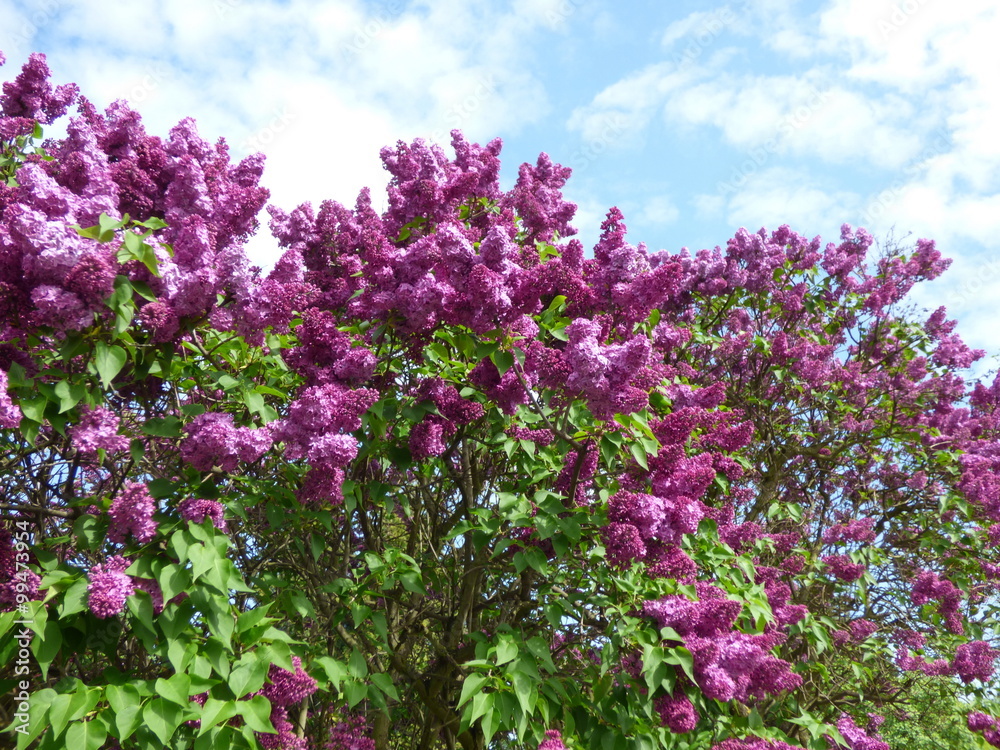 Purple lilac bush