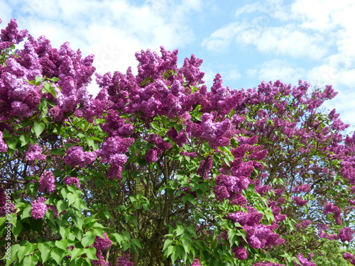 Purple lilac bush