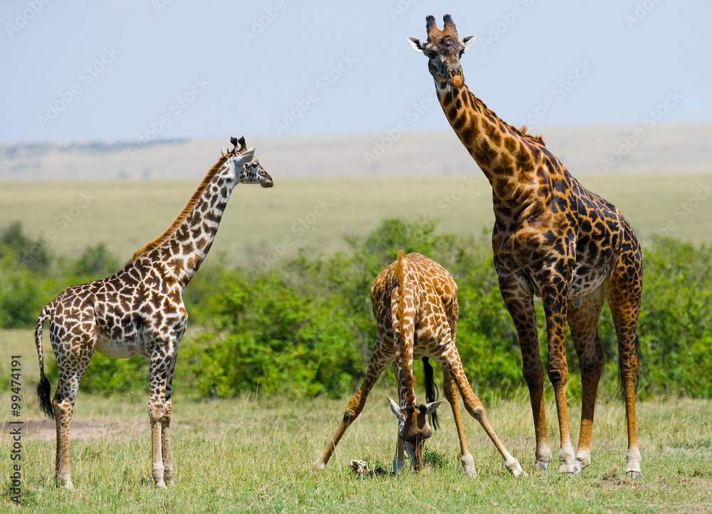 Obraz premium Group of giraffes in the savanna. Kenya. Tanzania. East Africa. An excellent illustration.