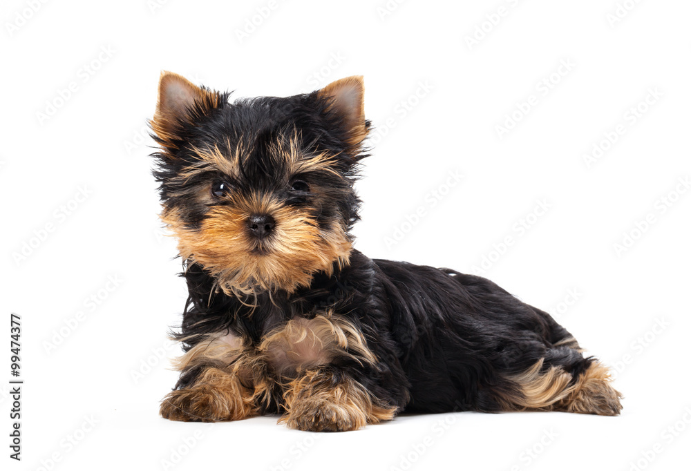 Yorkshire Terrier puppy isolated on white background Yorkshire Terrier puppy isolated on white background
