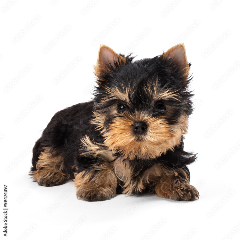 Yorkshire Terrier puppy isolated on white background Stock Photo | Adobe  Stock