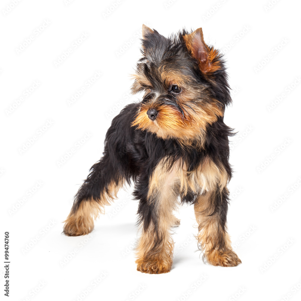 Yorkshire Terrier puppy isolated on white background Yorkshire Terrier puppy isolated on white background
