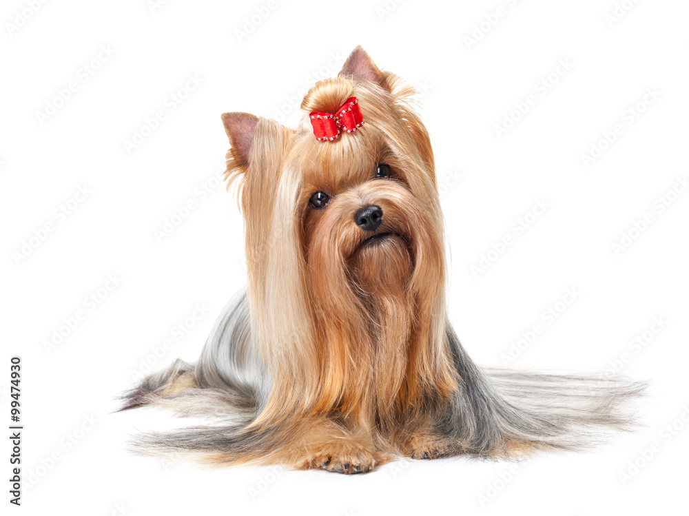 Naklejka premium Yorkshire Terrier isolated on white background