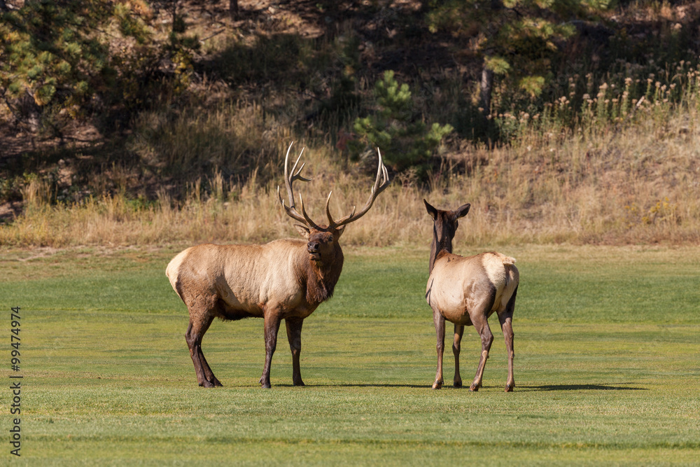 Bull and Cow Elk in Rut Bull and Cow Elk in Rut