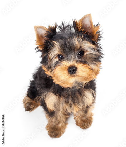 Yorkshire Terrier puppy isolated on white background