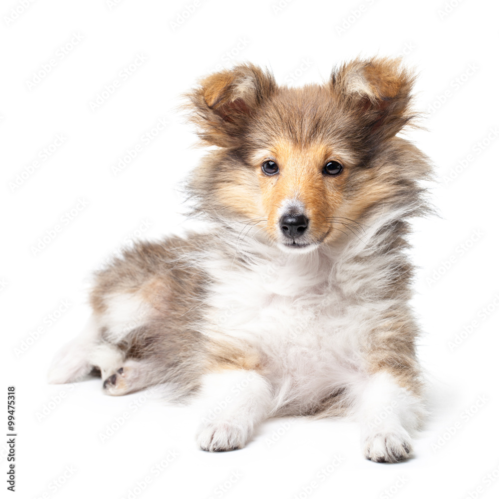 Sheltie puppy isolated on a white background Sheltie puppy isolated on a white background