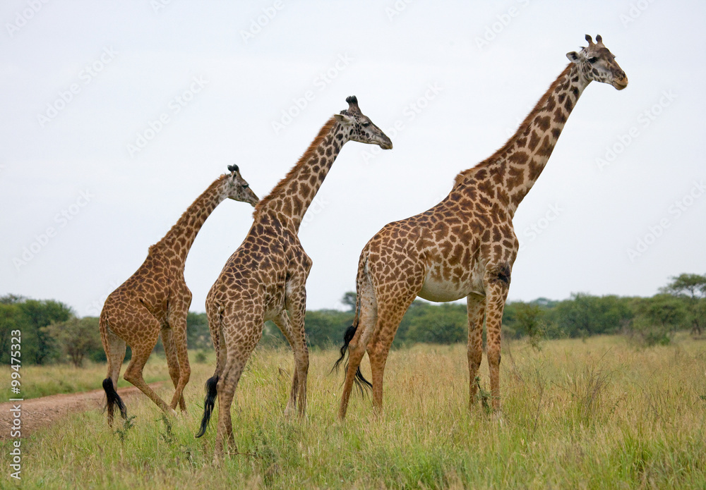 Obraz premium Group of giraffes in the savanna. Kenya. Tanzania. East Africa. An excellent illustration.