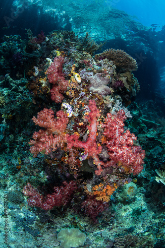 Colorful Soft Corals on Healthy Reef