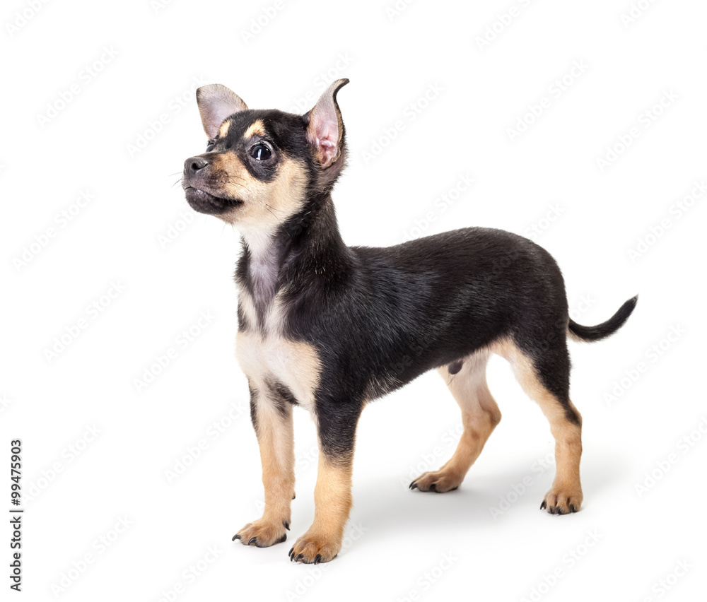Winking Labrador Retriever puppy isolated on a white background Winking Labrador Retriever puppy isolated on a white background