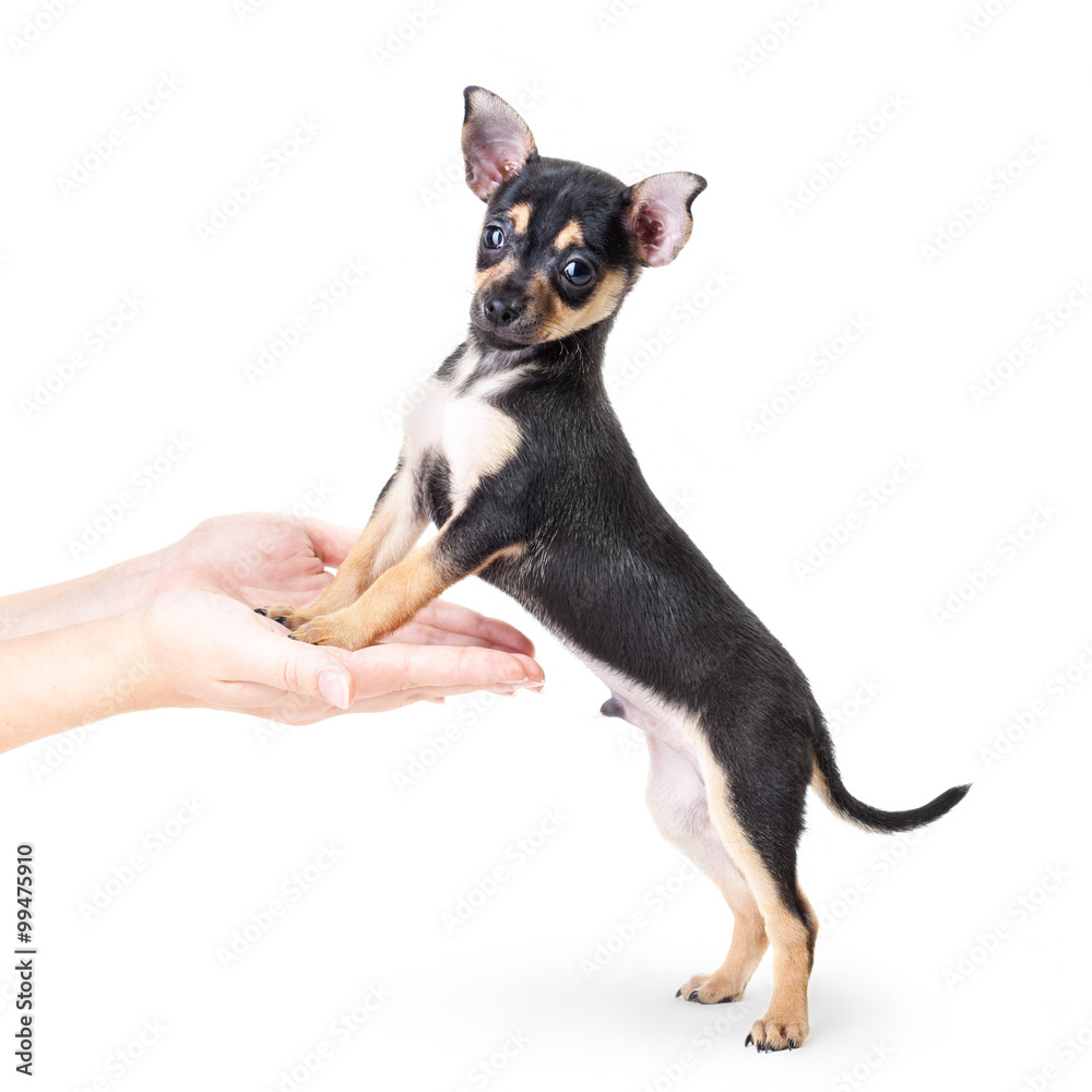 Winking Labrador Retriever puppy isolated on a white background