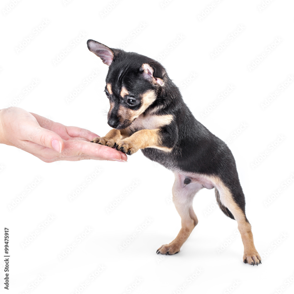Winking Labrador Retriever puppy isolated on a white background Winking Labrador Retriever puppy isolated on a white background