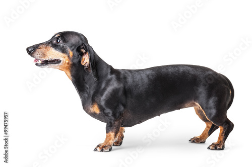 Fototapeta Naklejka Na Ścianę i Meble -  Winking Labrador Retriever puppy isolated on a white background