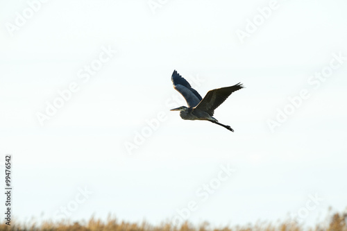Great Blue Heron wings high © Vinoverde